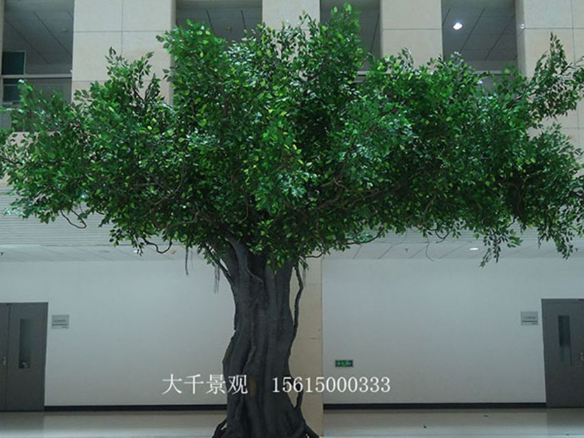 點擊查看詳細信息<br>標題：室內(nèi)榕樹 閱讀次數(shù)：1214