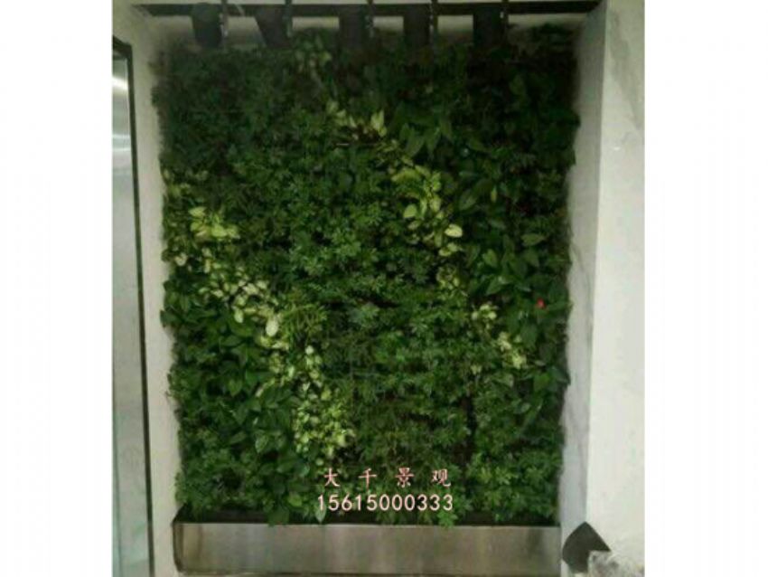 點擊查看詳細(xì)信息<br>標(biāo)題：綠植墻 閱讀次數(shù)：1839