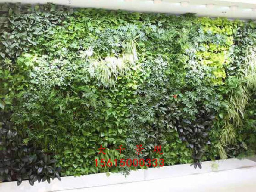 點擊查看詳細(xì)信息<br>標(biāo)題：綠植墻 閱讀次數(shù)：2135